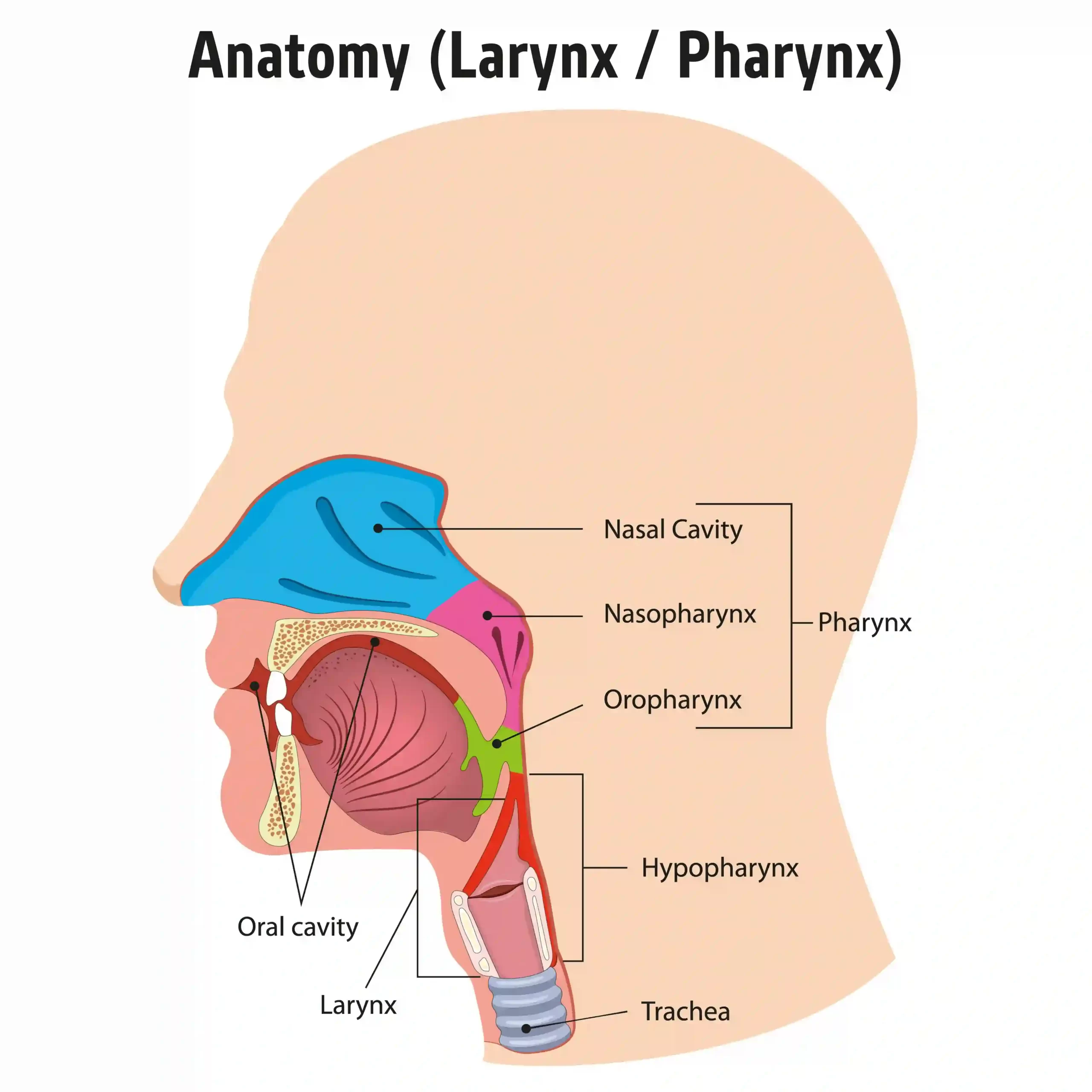 anatomy of the throat