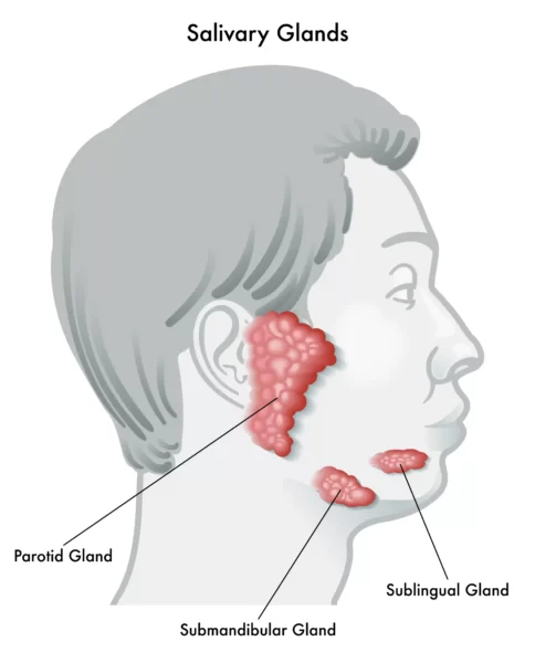illustration of salivary glands