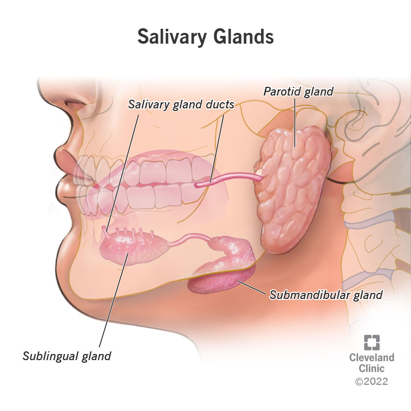 anatomy of three major salivary glands