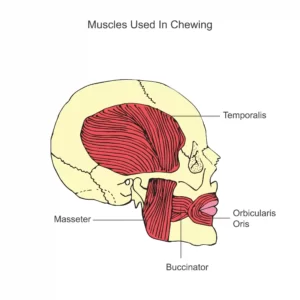 muscles used in chewing