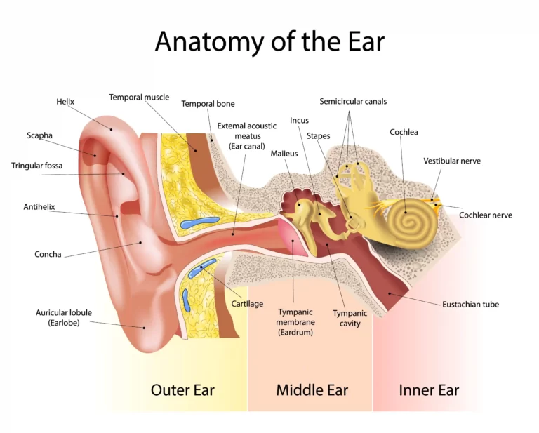 eustachian tube is located in the inner ear