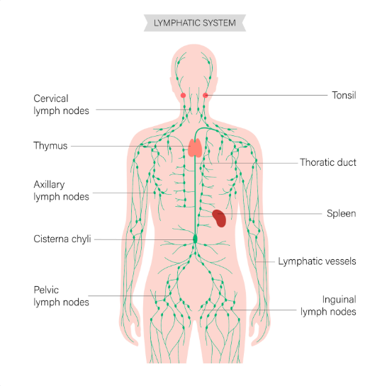 Image of lymphatic system